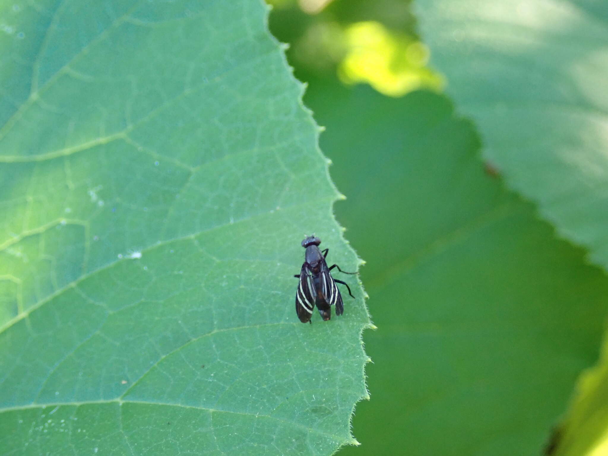 Image of Black Onion Fly