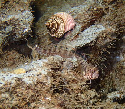 Image of Mosshead prickleback