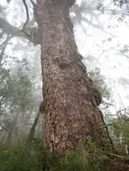 Image of Tsuga chinensis var. chinensis