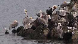 Image of California brown pelican