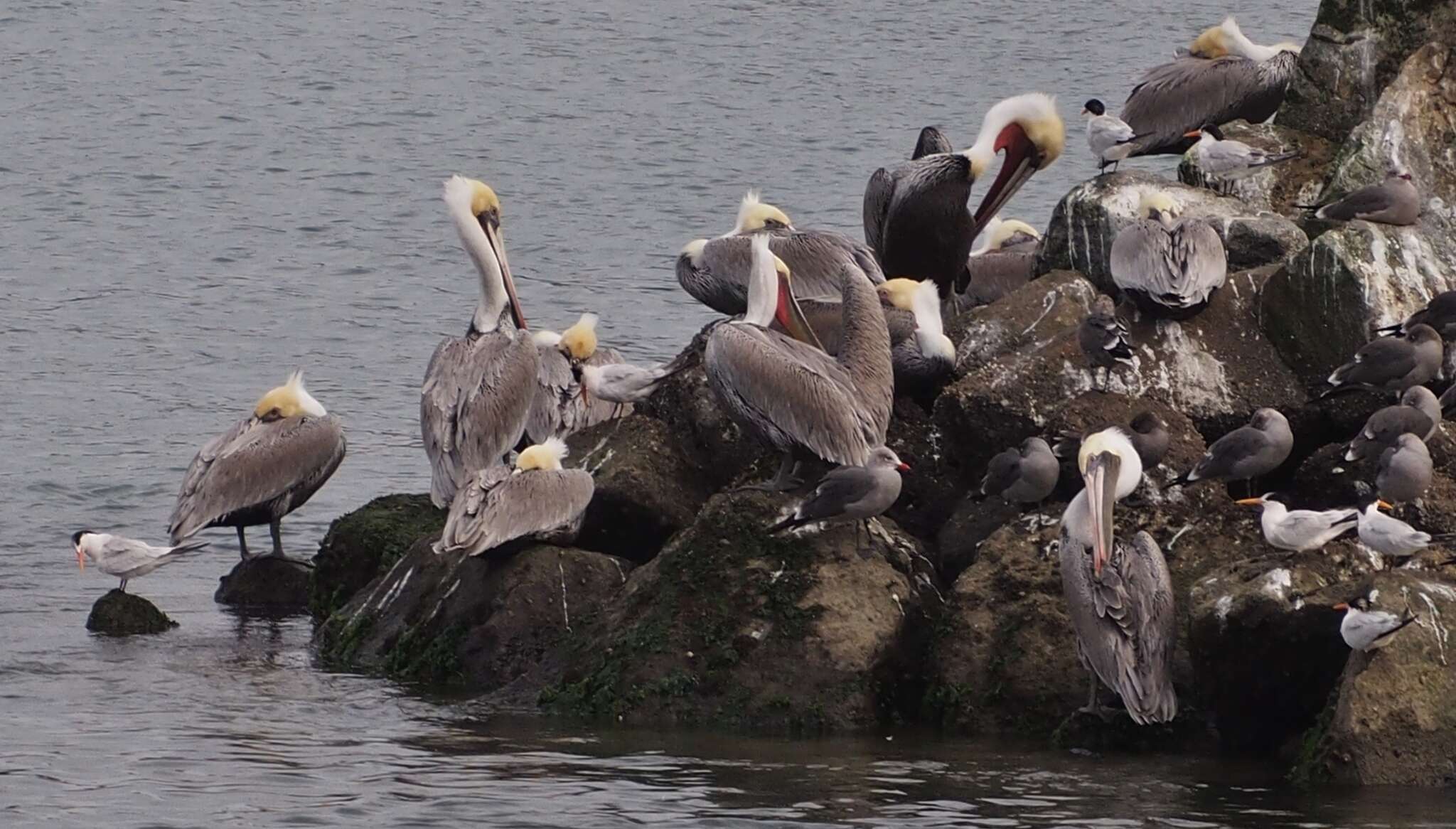 Image of California brown pelican