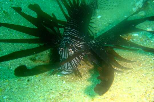 Image of Red lionfish