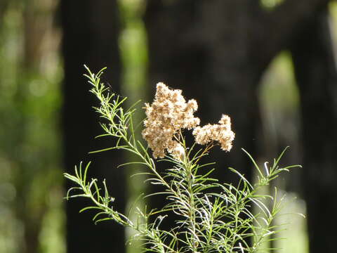 Plancia ëd Cassinia quinquefaria R. Br.