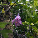 Sivun Passiflora cumbalensis var. orientalis L. B. Holm-Nielsen & P. M. Jørgensen kuva