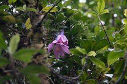 Image of Passiflora cumbalensis var. orientalis L. B. Holm-Nielsen & P. M. Jørgensen