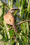 Image of Dark-billed Cuckoo