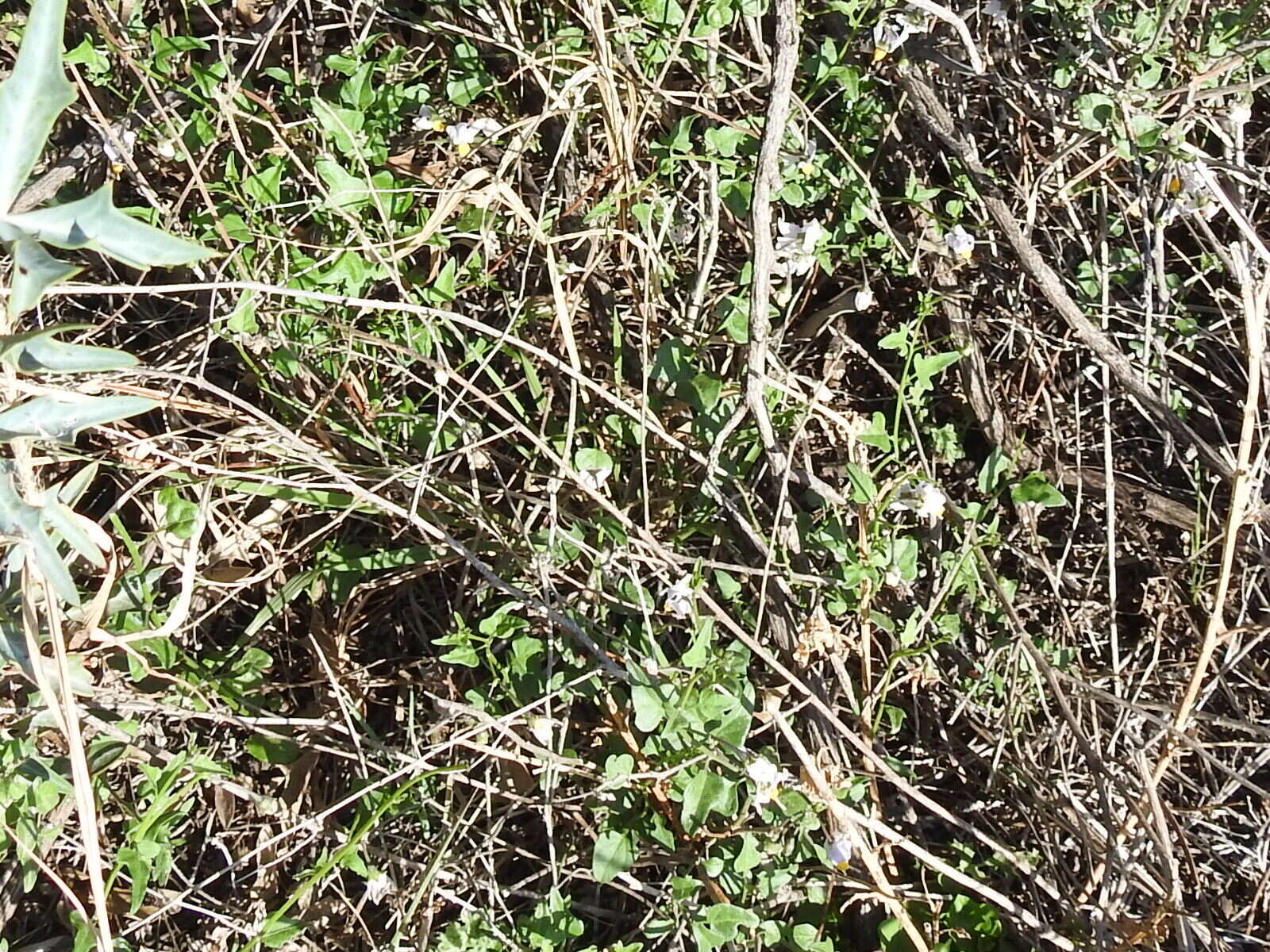 Image of Texas nightshade