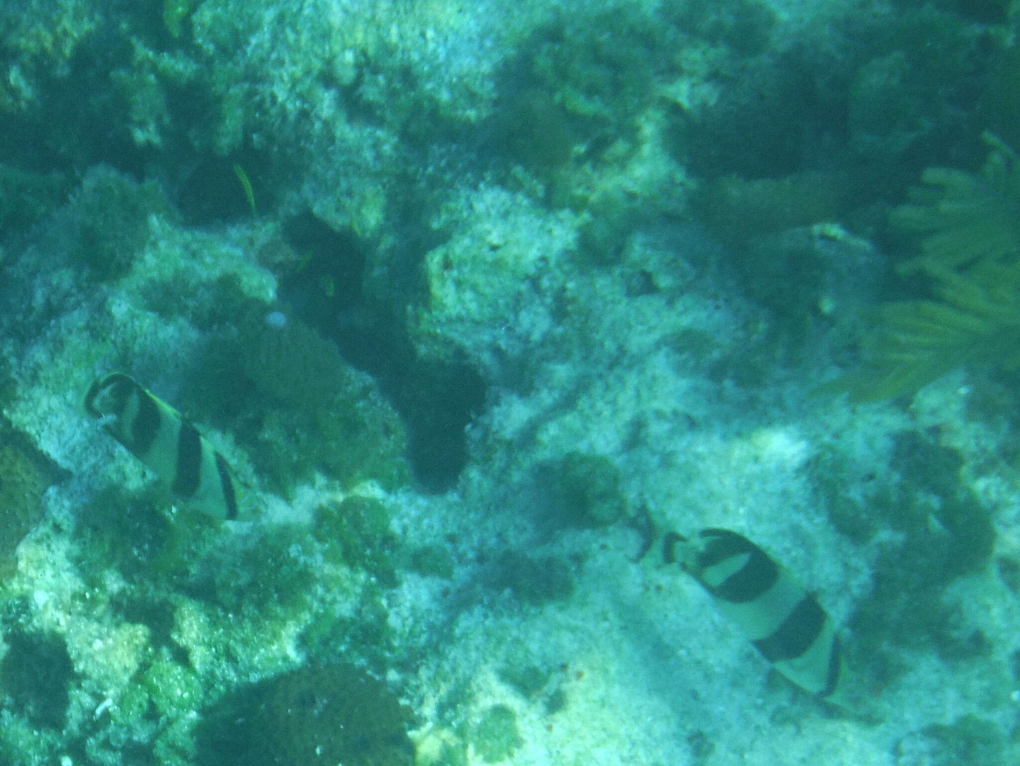 Image of Banded Butterflyfish