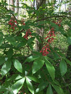 Imagem de Aesculus pavia L.