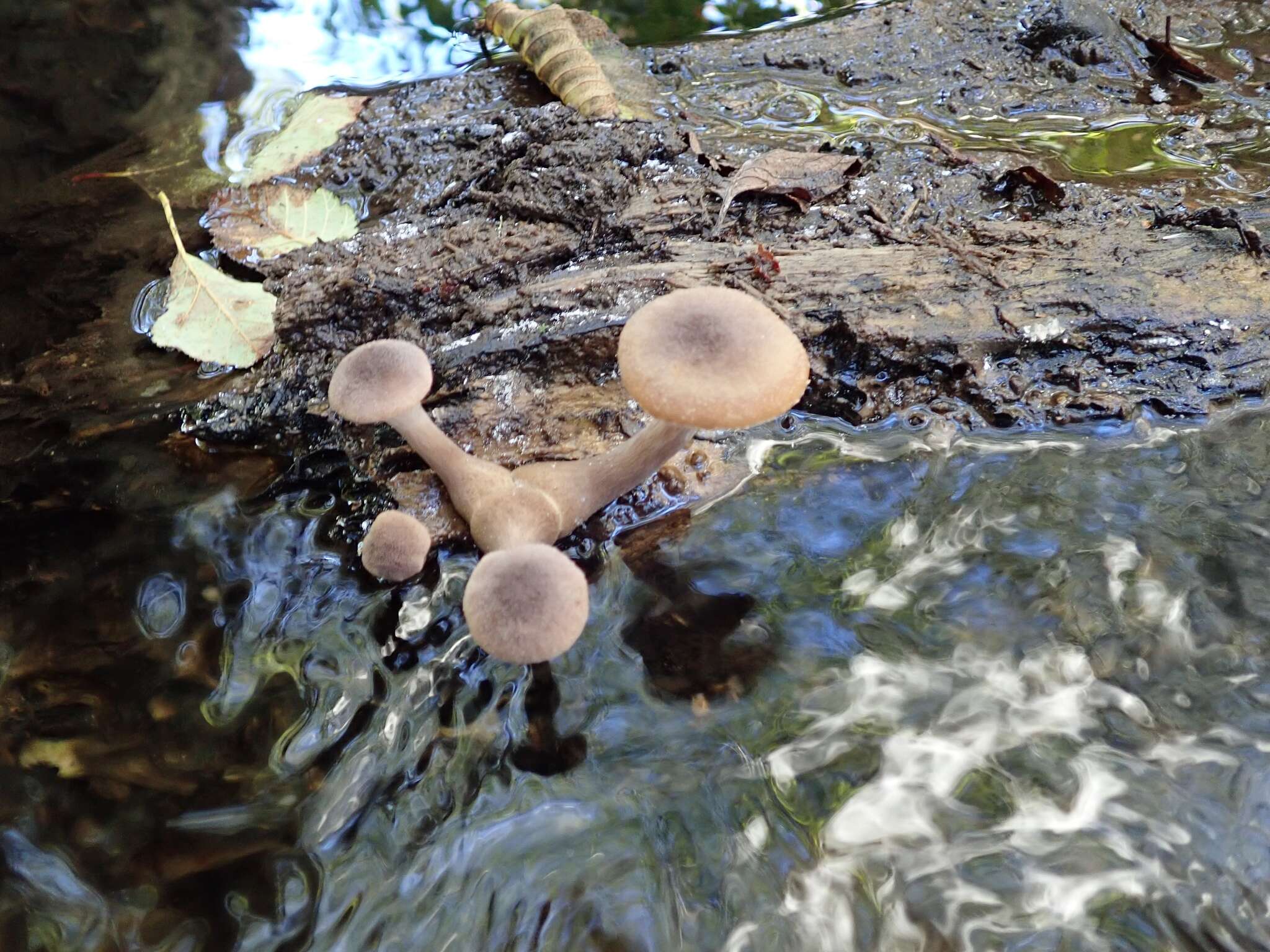 Image of Armillaria nabsnona T. J. Volk & Burds. 1996