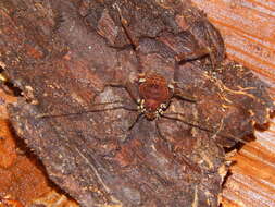 Image de Gonyleptes curvicornis (Roewer 1913)
