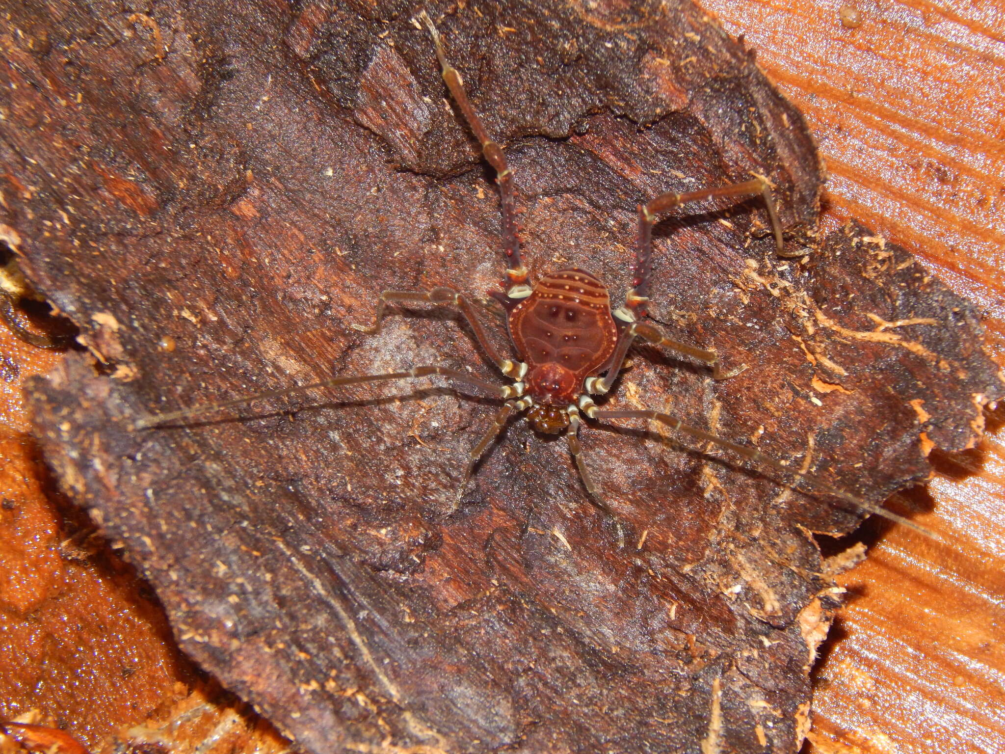 Image de Gonyleptes curvicornis (Roewer 1913)