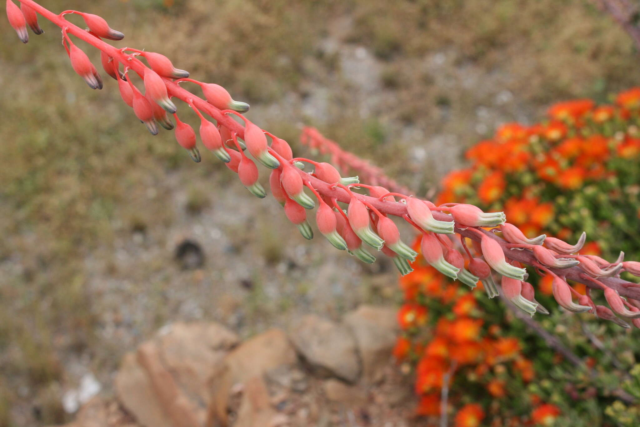 Image of Gasteria disticha var. disticha