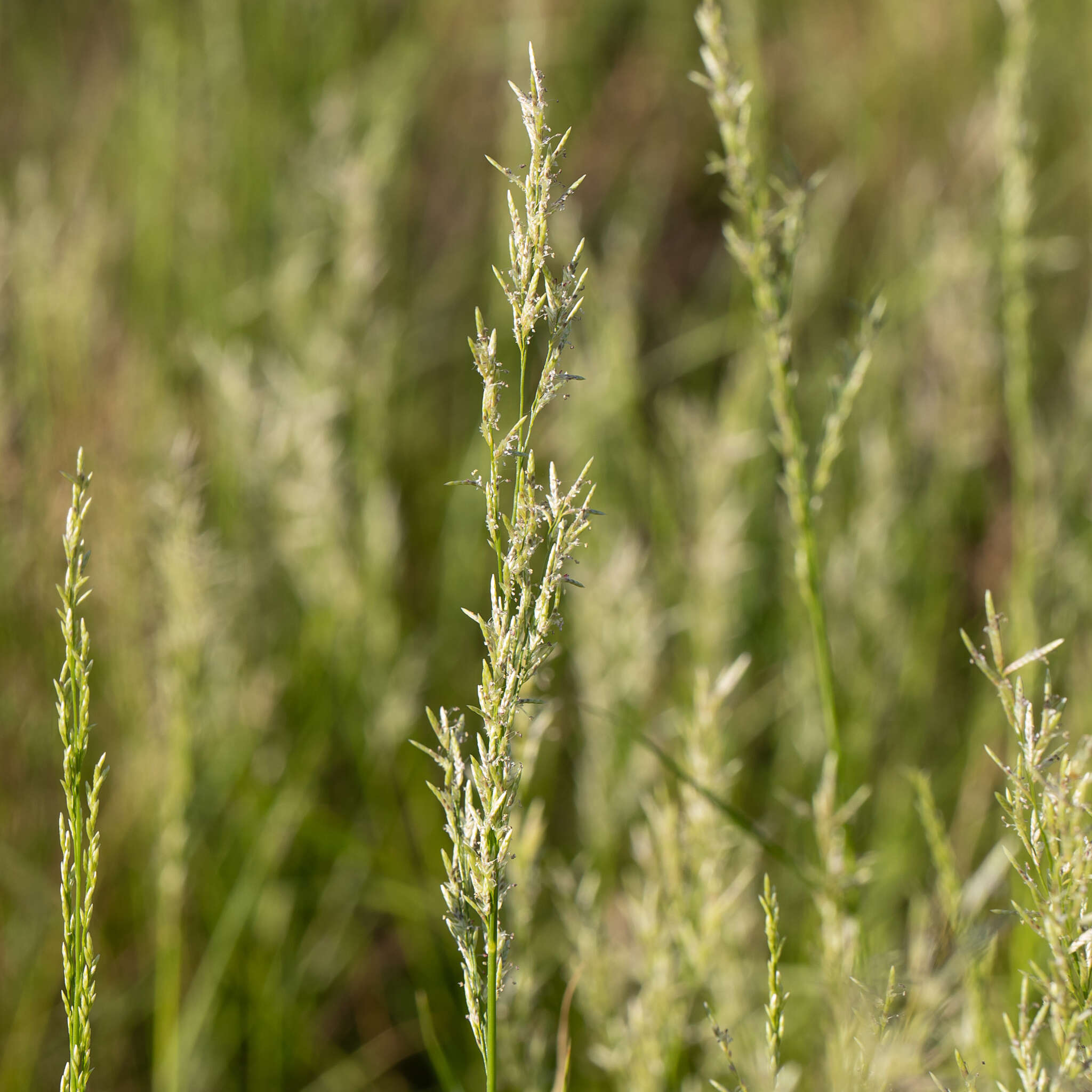 Image of bristleleaf lovegrass