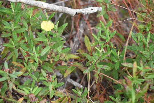 Imagem de Crocanthemum corymbosum (Michx.) Britt.