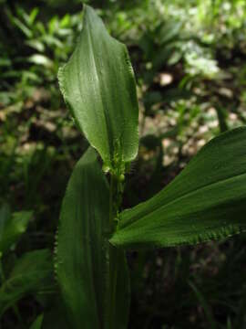 Image of Broad-Leaf Rosette Grass