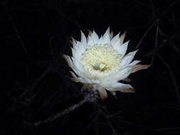 Image de Peniocereus striatus (Brandegee) Buxb.