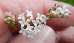 Image of three-petal bedstraw