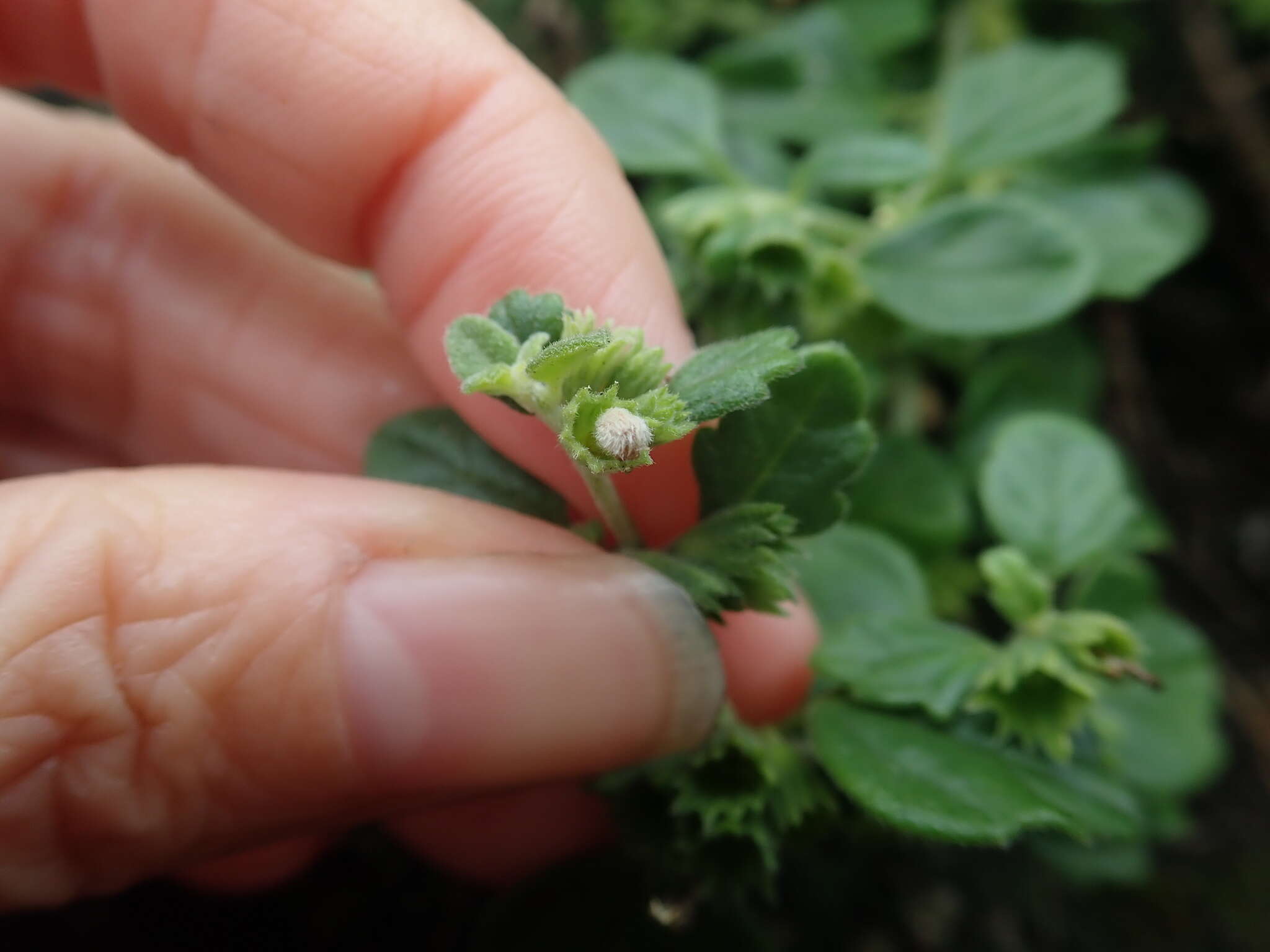 Image of Leucas chinensis (Retz.) Sm.