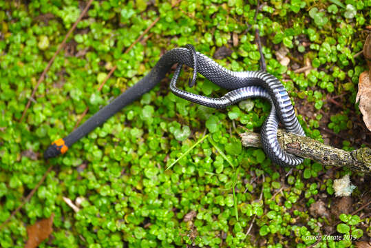 Image of Ringneck Coffee Snake