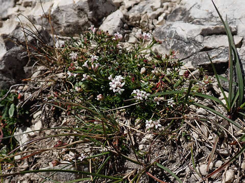 Image of Asperula neilreichii Beck