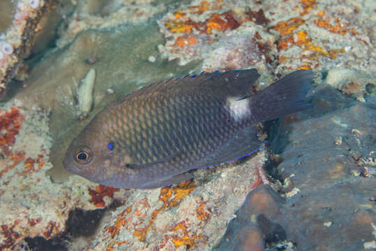 Imagem de Pomacentrus albimaculus Allen 1975