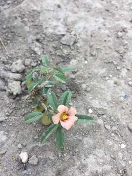 Image of bracted fanpetals