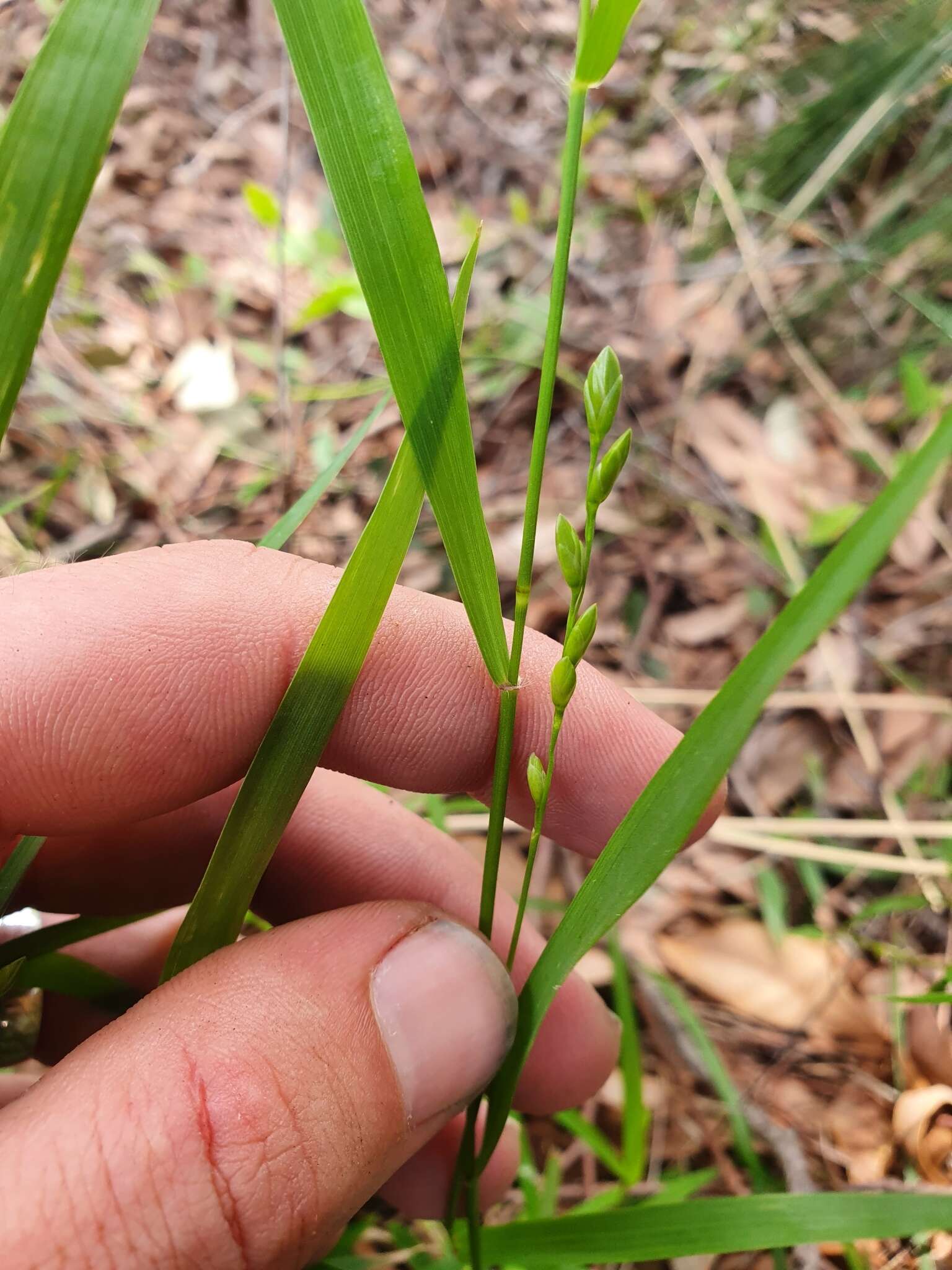 Plancia ëd Ehrharta laevis (R. Br.) Spreng.