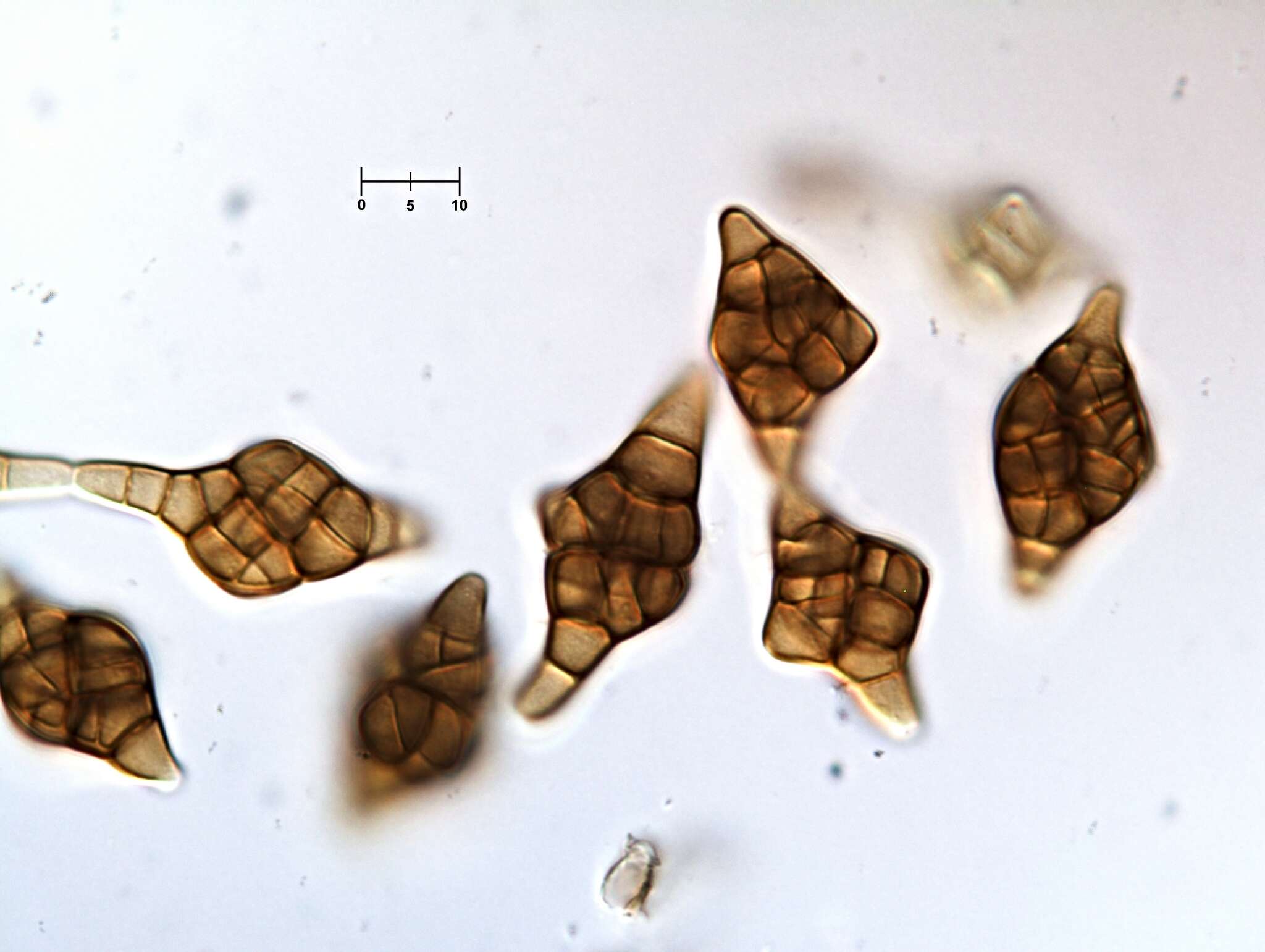 Image of Phragmotrichum chailletii Kunze 1823