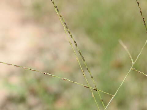 صورة Digitaria breviglumis (Domin) Henrard