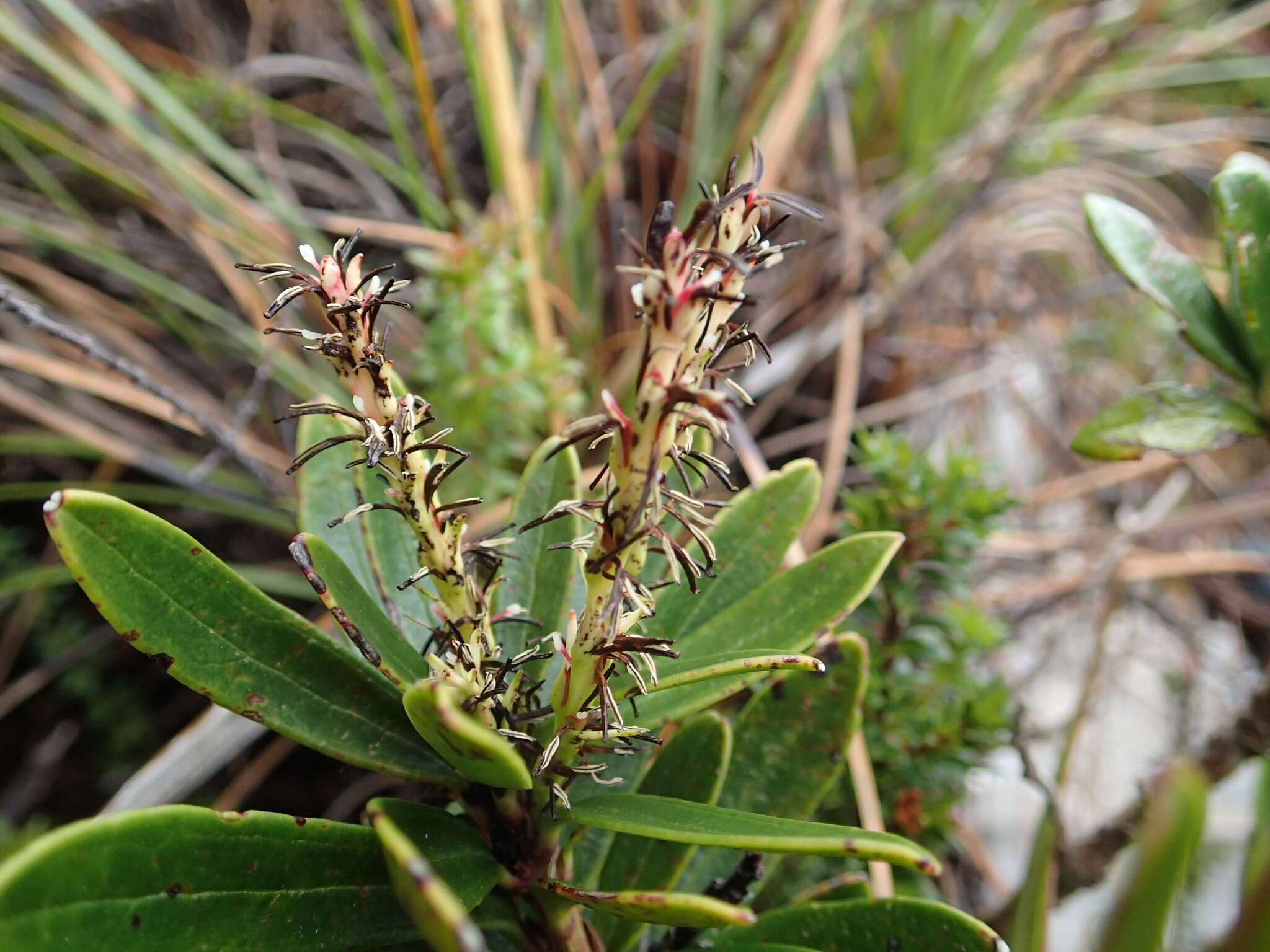 Image of Agastachys