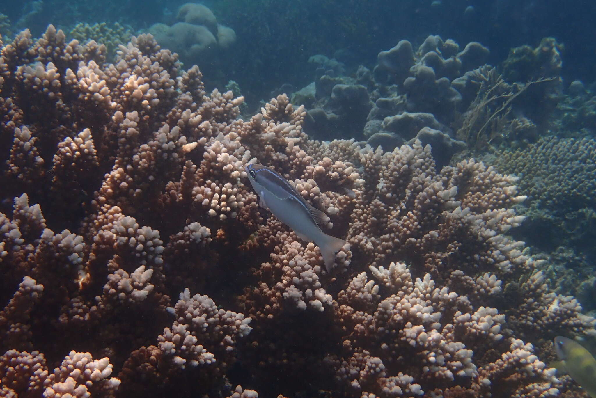 Image of Three-lined monocle bream