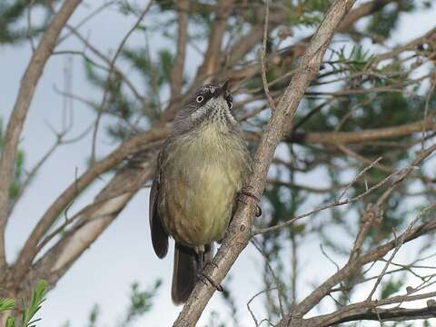 Слика од Sericornis humilis Gould 1838