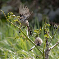 Aegithalos caudatus major (Radde 1884)的圖片