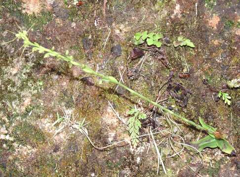 Image of Long Tentacle Orchid