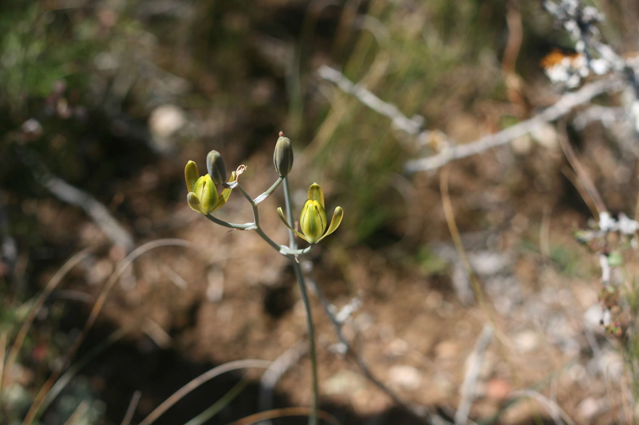 Image of Albuca annulata Mart.-Azorín & M. B. Crespo