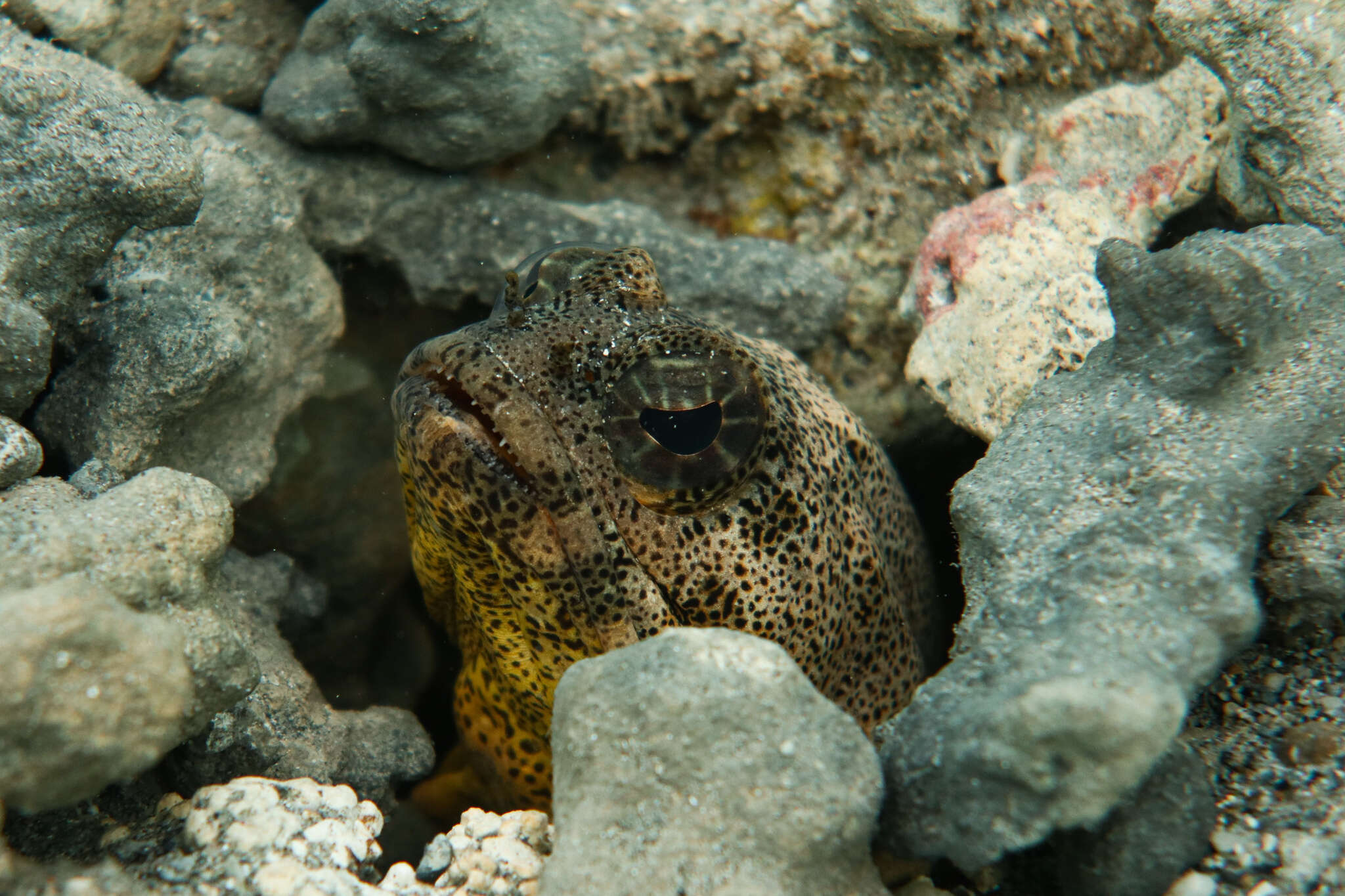 Image of Darwin jawfish