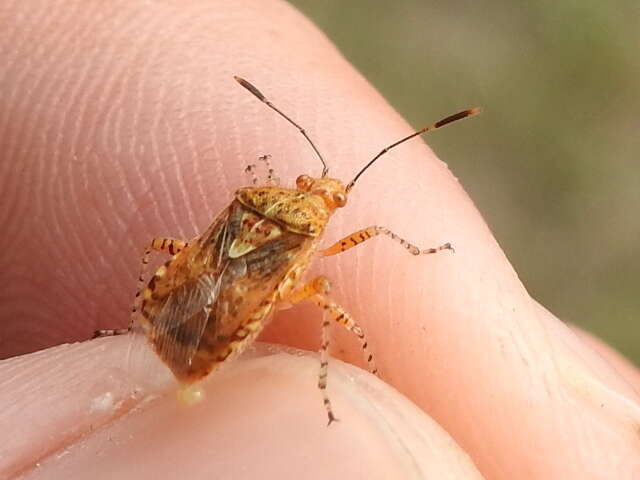 Image of Scentless plant bug