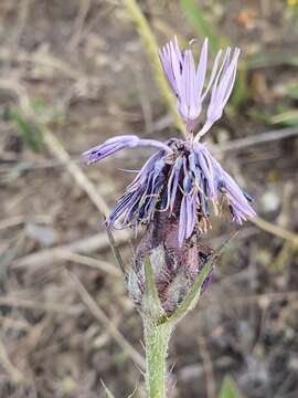 Image of Carthamus multifidus Desf.