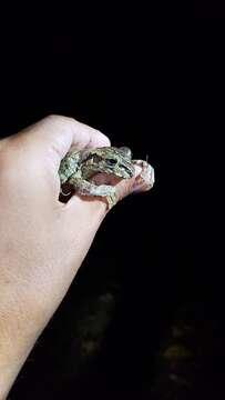 Image of Hispaniola giant treefrog