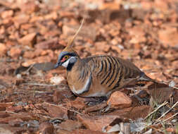 صورة Geophaps plumifera Gould 1842