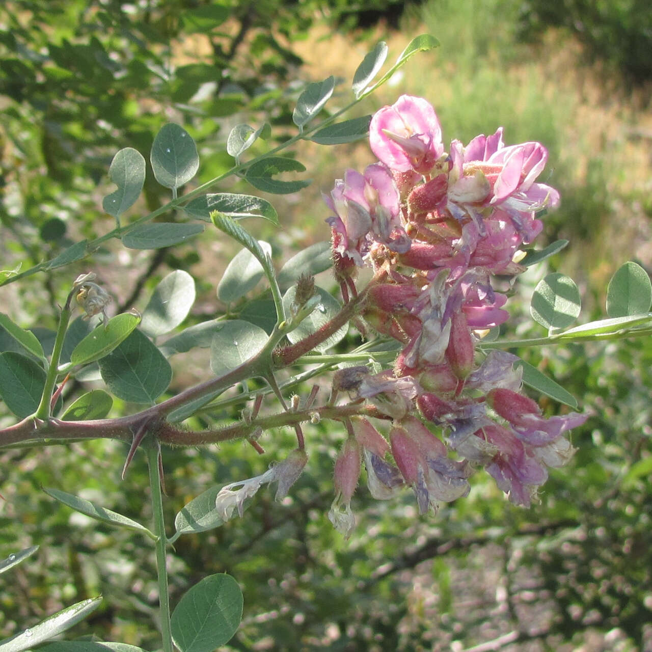 Imagem de Robinia neomexicana A. Gray