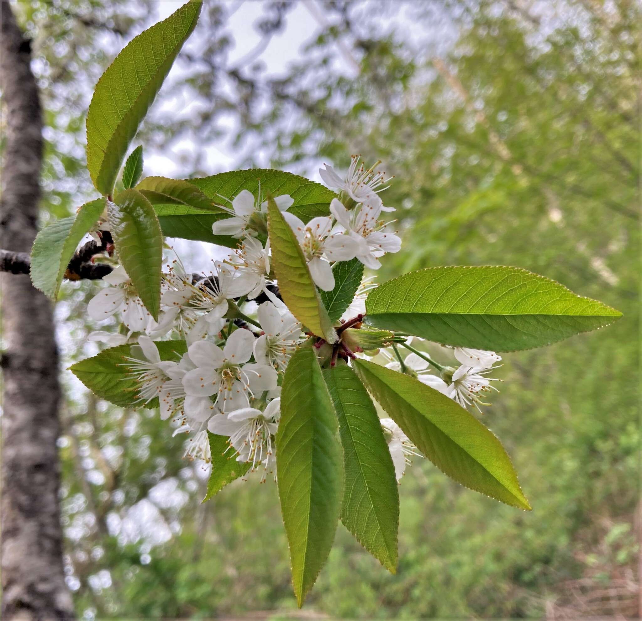 Слика од Prunus pugetensis Jacobson & Zika