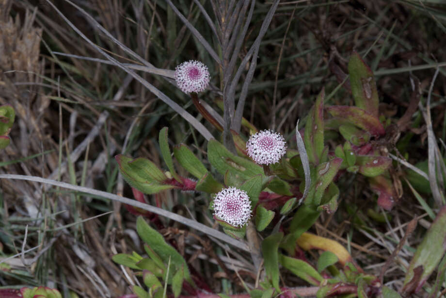 Spilanthes leiocarpa DC.的圖片