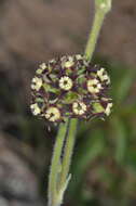 Image of Oxypetalum arnottianum Buek ex Fourn.