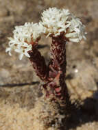 Image of Crassula alpestris subsp. alpestris