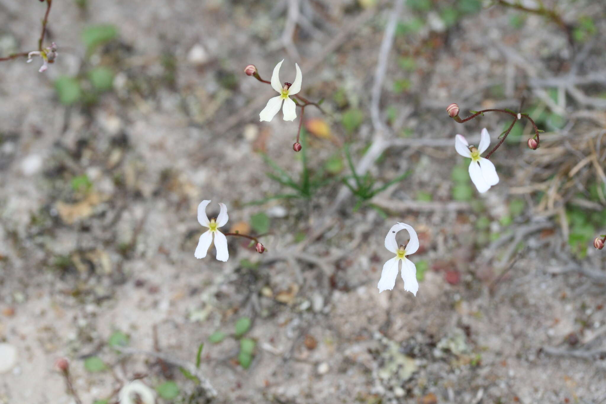 Image de Stylidium decipiens (Carlquist) Wege