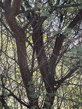 Vachellia tortilis subsp. heteracantha (Burch.) Kyal. & Boatwr.的圖片