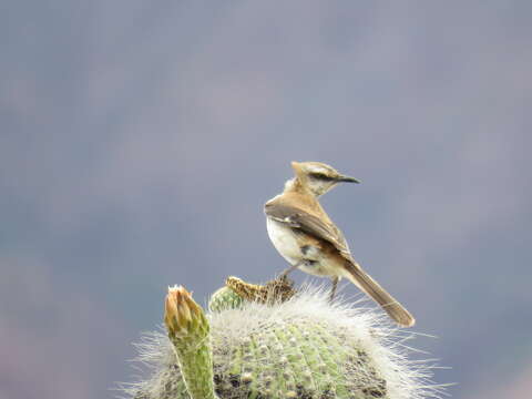 Image of Brown-backed Mockingbird