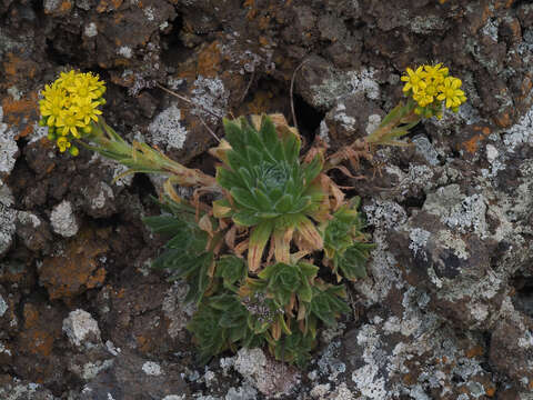 Image of Aeonium simsii (Sweet) W. T. Stearn